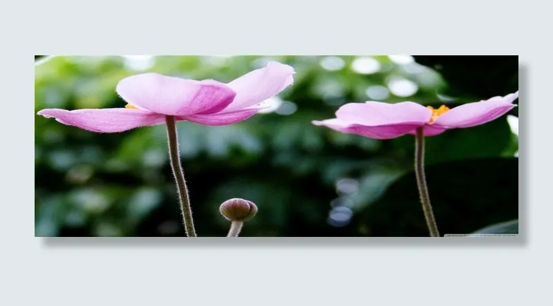 唯品 淘宝banner高清