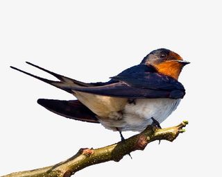 枝头一只燕子免抠