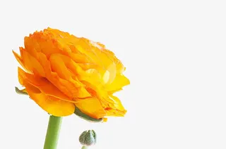 一朵很鲜艳的黄花免抠