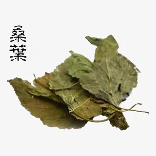 草药桑叶免抠