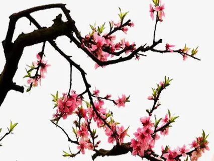 人间四月纷飞尽免抠