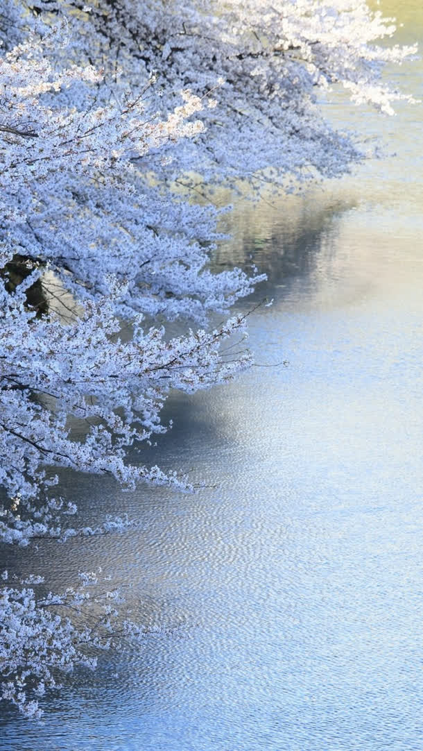 摄影图日本白色樱花免抠