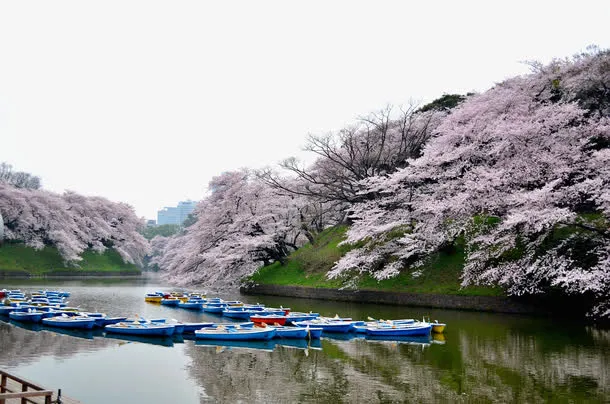 东京美丽樱花免抠