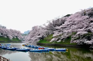东京美丽樱花免抠