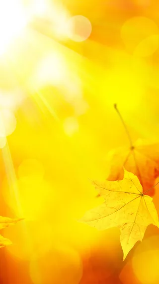 枫叶H5背景高清