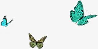 飞舞的蝴蝶免抠