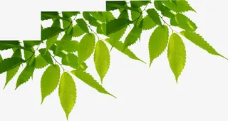 创意高清绿色树叶渐变质感免抠