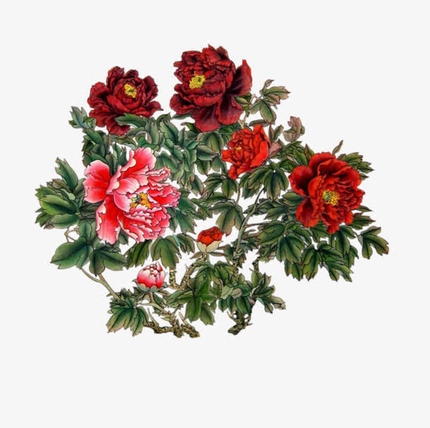 牡丹花免抠