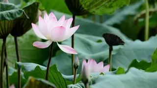 夏天盛开的荷花高清