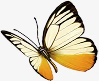 美丽蝴蝶背景墙素材