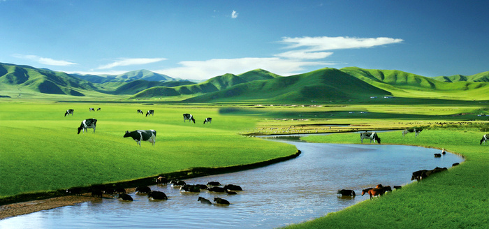 蓝天白云绿地奶牛牛奶广告高清