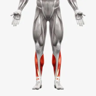 人体肌肉组织分布免抠