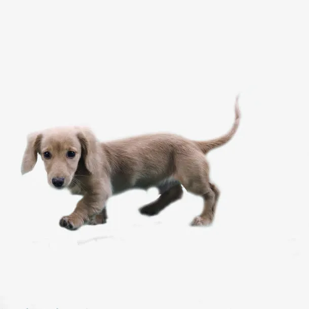 灰色犬免抠