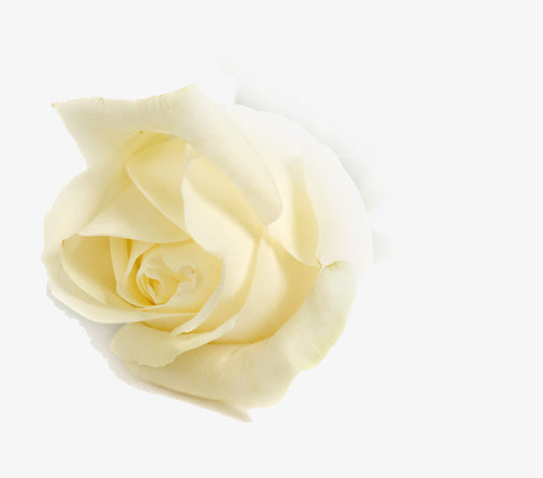 玫瑰花免抠