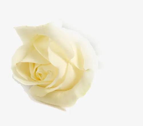 玫瑰花免抠