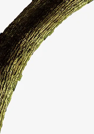 灌木热带雨林丛林浪漫婚礼图片免抠