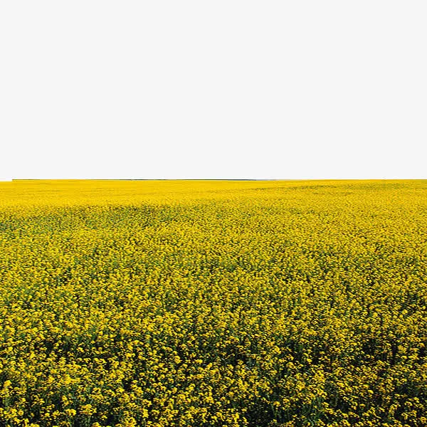 黄色的油菜花免抠