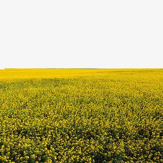 黄色的油菜花免抠