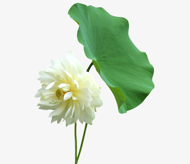 荷花莲叶免抠