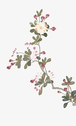 工笔月桂花免抠