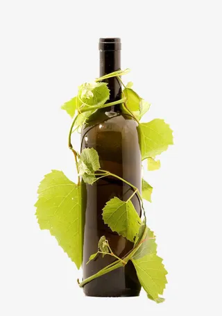 葡萄枝蔓缠绕瓶子免抠