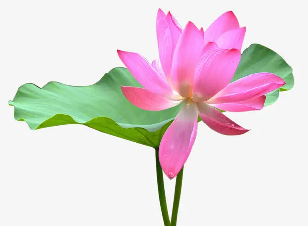 粉色荷花免抠