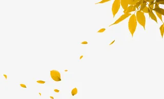 漂浮的树叶免抠