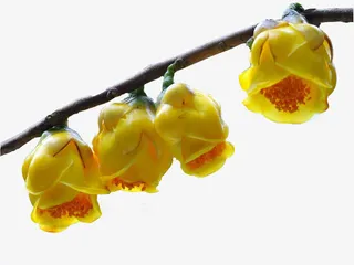 四朵连枝花免抠