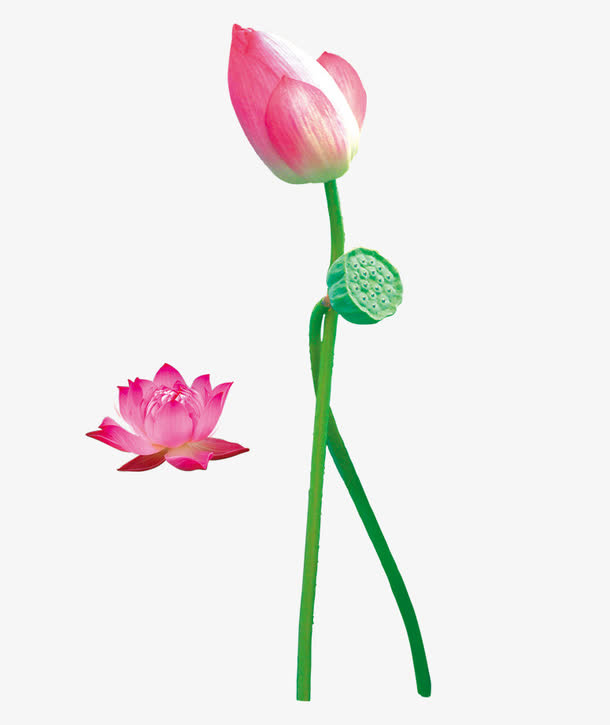 荷花免抠
