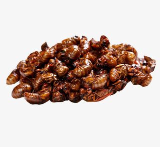 铁锅焗金蝉蛹免抠