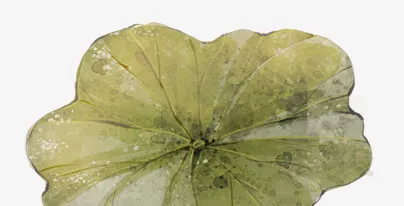 手绘露珠荷叶免抠