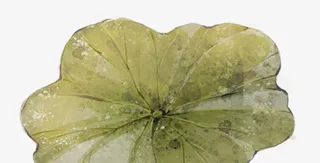 手绘露珠荷叶免抠