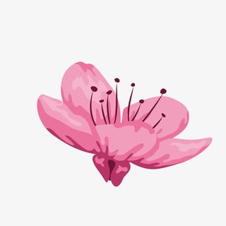 盛开的桃花朵免抠