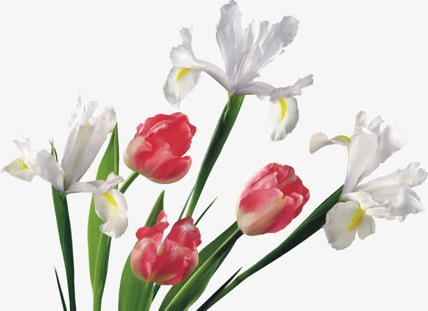 一束百合玫瑰花免抠