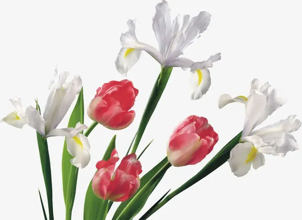 一束百合玫瑰花免抠