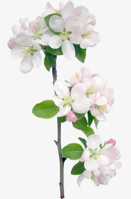 桃花春天里的桃花免抠
