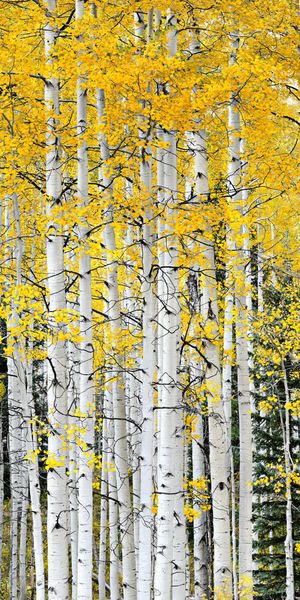 白色树干黄色叶子浪漫邂逅免抠