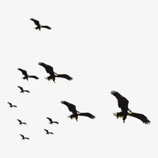 商业简约老鹰矢量图免抠