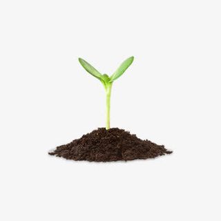 钻出土壤的嫩芽免抠