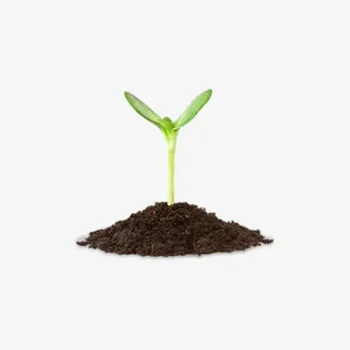 钻出土壤的嫩芽免抠