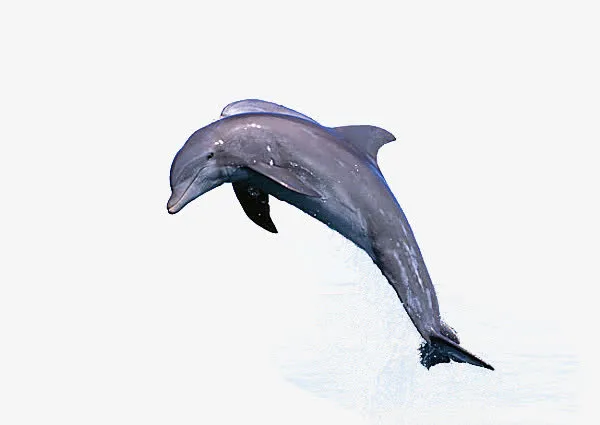 海豚免抠