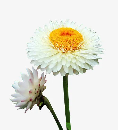 两珠白蜡菊图片素材免抠