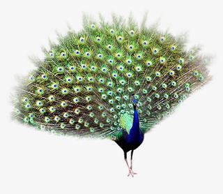 开屏的绿孔雀免抠
