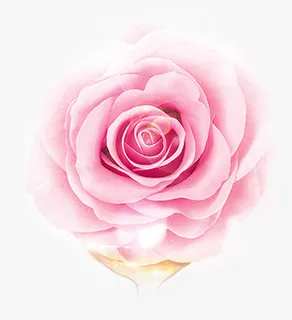 美丽花朵，月季，玫瑰精油免抠