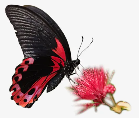 水彩花草花卉图案免抠