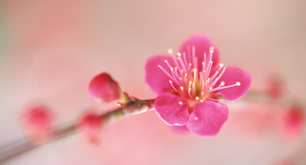 花瓣花蕊花朵粉色花免抠