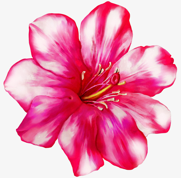 红色手绘花朵png免抠