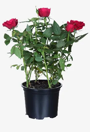 花盆里种的玫瑰免抠