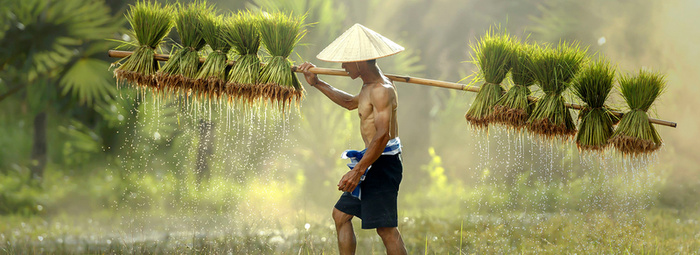 水稻背景图高清