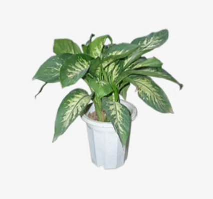 万年青png图片免抠